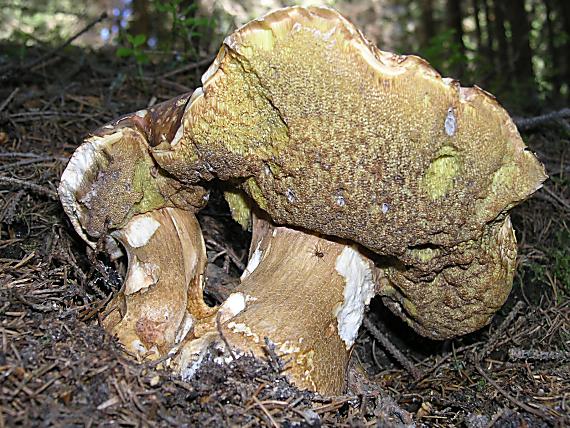 hríb sosnový Boletus pinophulus