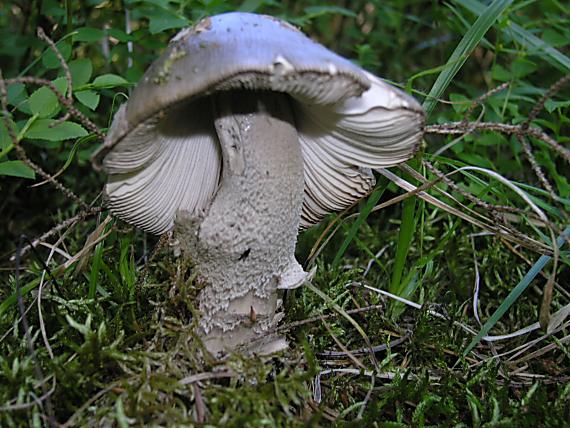 muchotrávka pošvatá Amanita vaginata (Bull.) Lam.