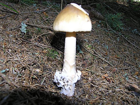 muchotrávka Amanita sp.