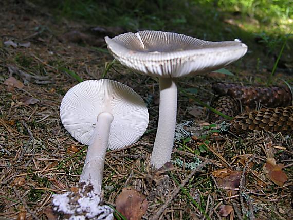 muchotrávka Amanita sp.