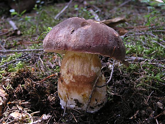 hríb sosnový Boletus pinophilus Pil. et Dermek in Pil.