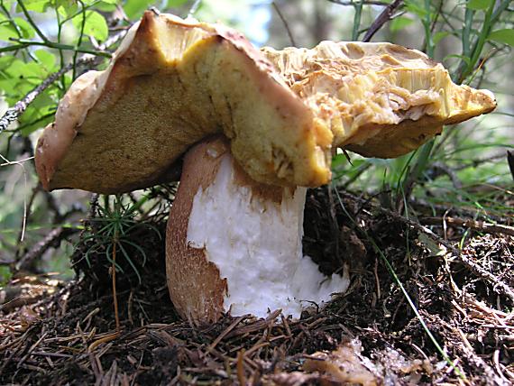 hríb sosnový Boletus pinophilus Pil. et Dermek in Pil.