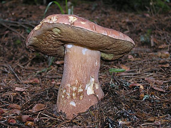 hríb sosnový Boletus pinophilus Pil. et Dermek in Pil.