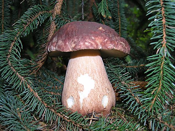 hríb sosnový Boletus pinophilus Pil. et Dermek in Pil.