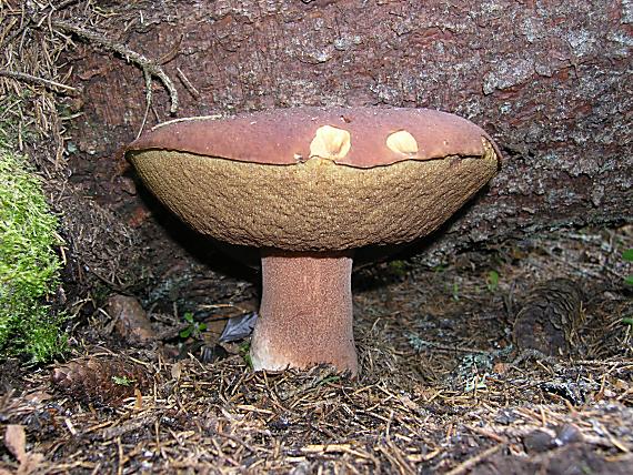 hríb sosnový Boletus phinofilus