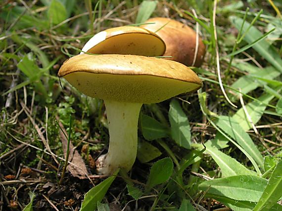 masliak zrnitý Suillus granulatus (L.) Roussel