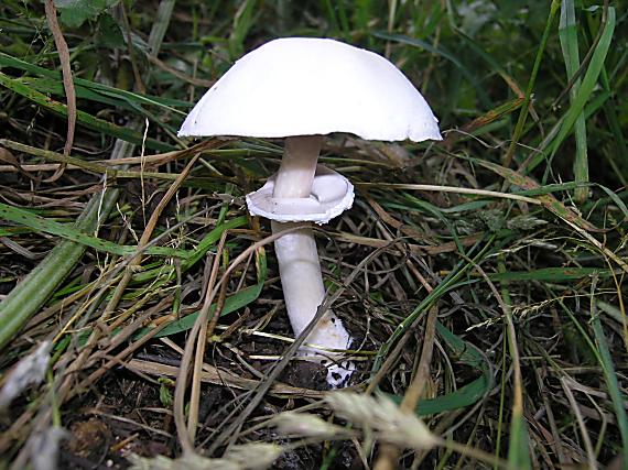 pečiarka hĺuznatá Agaricus essettei Bon