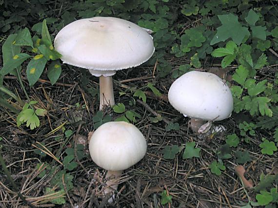 pečiarka hĺuznatá Agaricus essettei Bon