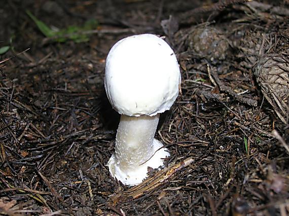 pečiarka hĺuznatá Agaricus essettei Bon