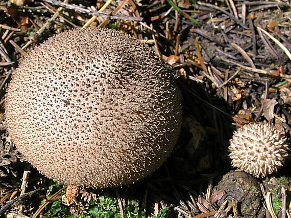 prášnica huňatá Lycoperdon umbrinum Hornem.