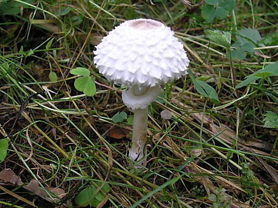 bedľa hustošupinatá? Macrolepiota puellaris?