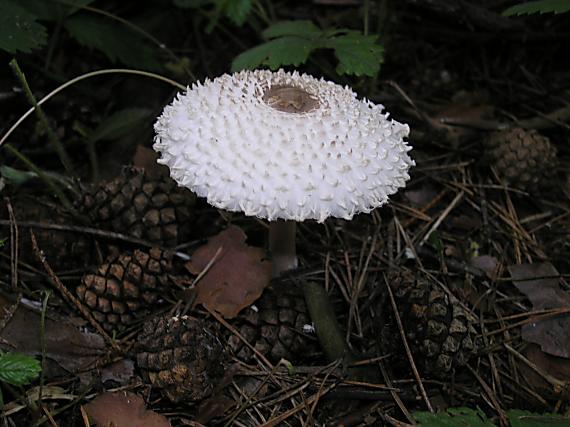 bedĺa hustošupinatá? Leucoagaricus nympharum (Kalchbr.) Bon