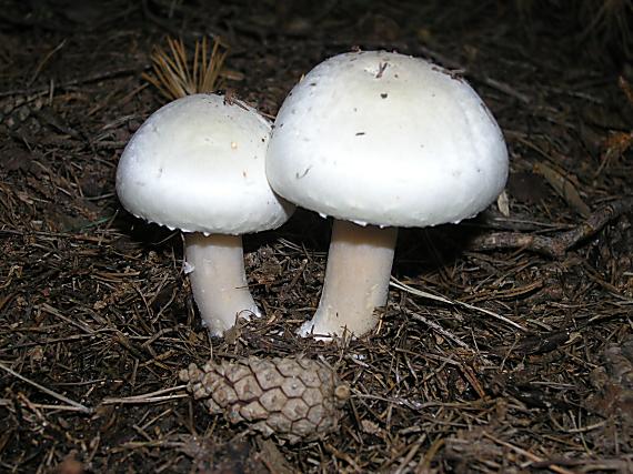 pečiarka hĺuznatá Agaricus essettei Bon