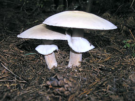 pečiarka Agaricus sp.