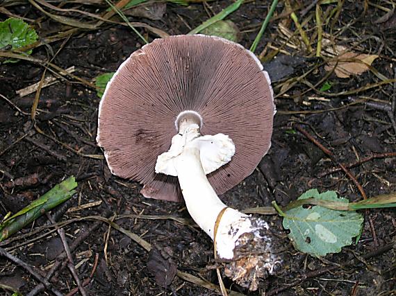 pečiarka Agaricus sp.