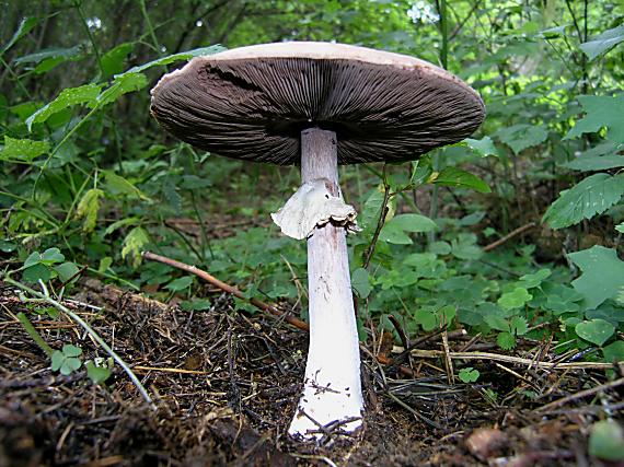 pečiarka Agaricus sp.