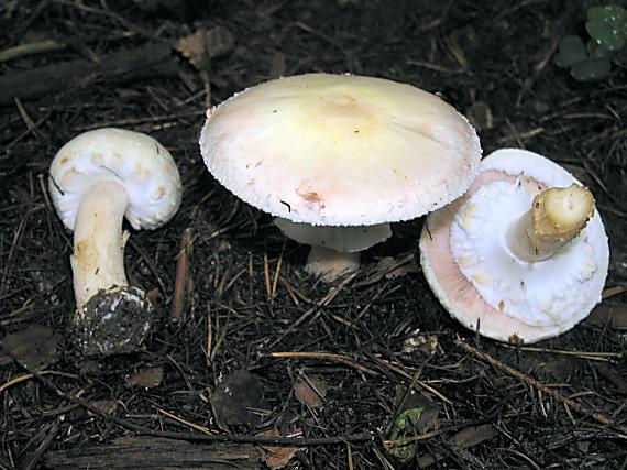 pečiarka hľuznatá? Agaricus essettei Bon