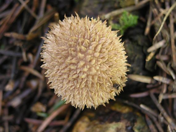 prášnica pichliačová Lycoperdon echinatum Pers.