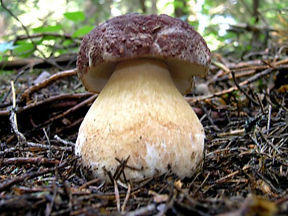 hríb sosnový Boletus phinofilus