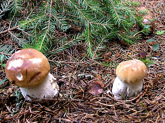 hríb smrekový Boletus edulis Bull.