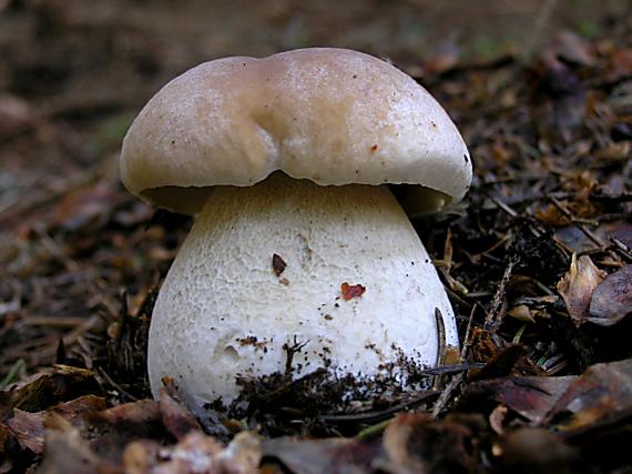 hríb smrekový Boletus edulis Bull.