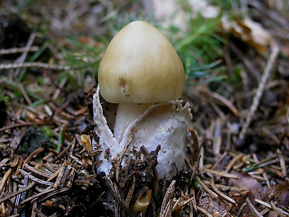 muchotrávka Amanita sp.