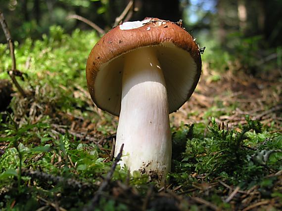 plávka Russula sp.