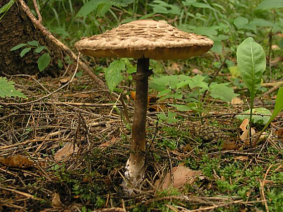 bedľa červenajúca Chlorophyllum rachodes (Vittad.) Vellinga