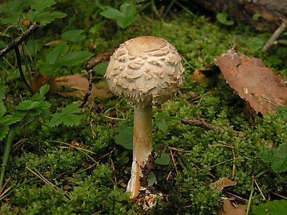 bedľa červenajúca Chlorophyllum rachodes (Vittad.) Vellinga