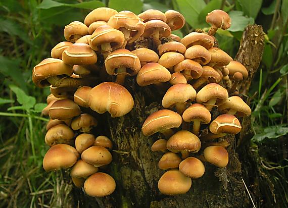 strapcovka tehlovočervená Hypholoma lateritium (Schaeff.) P. Kumm.