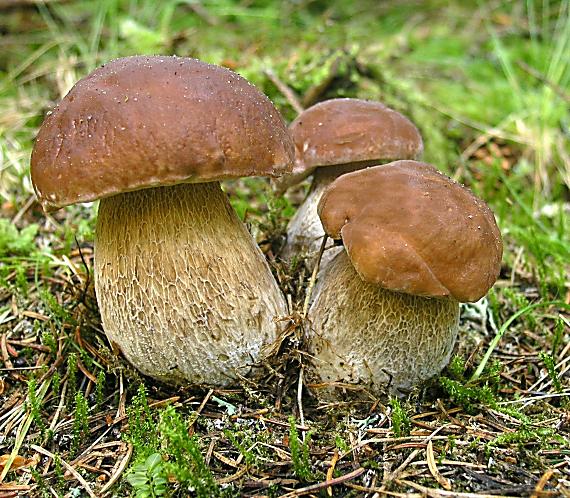 hríb smrekový Boletus edulis Bull.