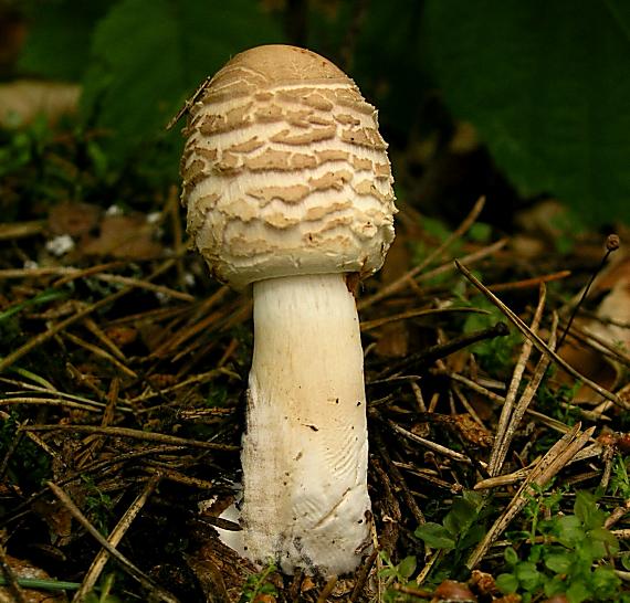 bedľa červenejúca Chlorophyllum rachodes (Vittad.) Vellinga