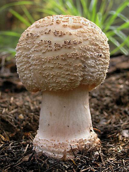 muchotrávka červenkastá Amanita rubescens Pers.