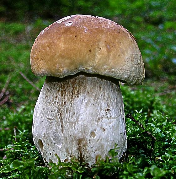 hríb smrekový Boletus edulis Bull.