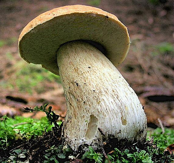 hríb smrekový Boletus edulis Bull.