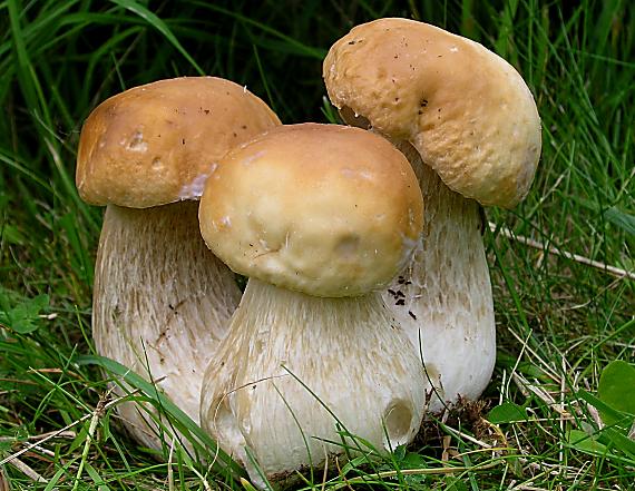 hríb smrekový Boletus edulis Bull.