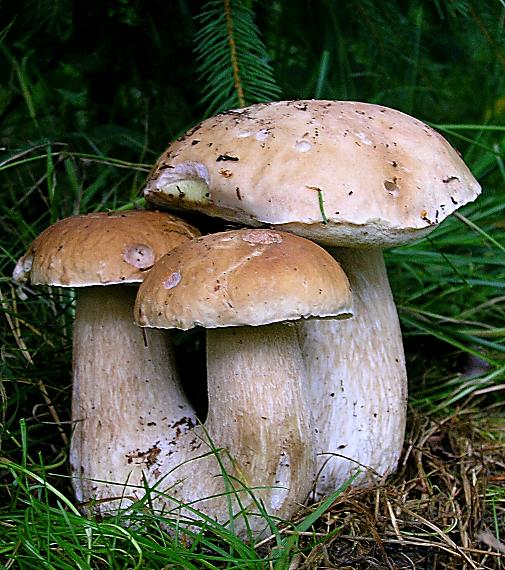 hríb smrekový Boletus edulis Bull.