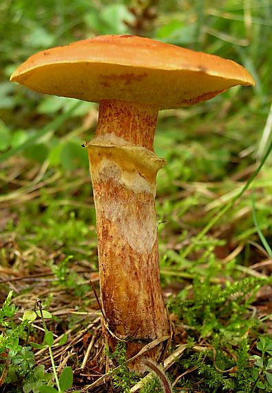 masliak smrekovcový Suillus grevillei (Klotzsch) Singer