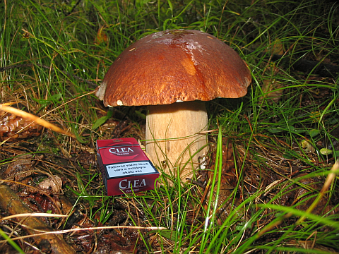 hríb dubový Boletus reticulatus Schaeff.