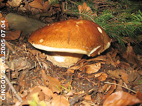 hríb smrekový Boletus edulis Bull.