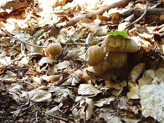 hríb dubový Boletus reticulatus Schaeff.