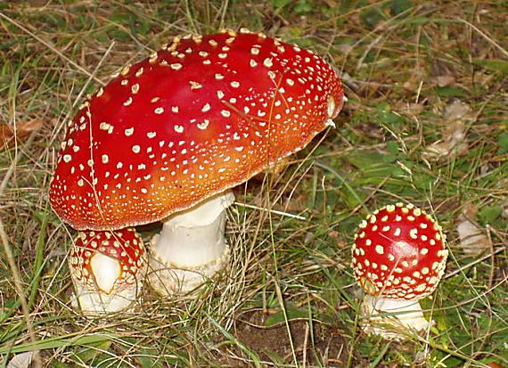 muchotrávka červená Amanita muscaria (L.) Lam.