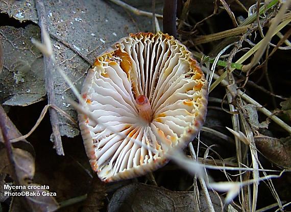 prilbička šafranová Mycena crocata (Schrad.) P. Kumm.