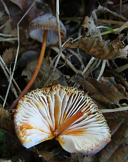 prilbička šafranová Mycena crocata (Schrad.) P. Kumm.