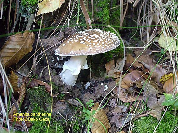 muchotrávka tigrovaná Amanita pantherina (DC.) Krombh.