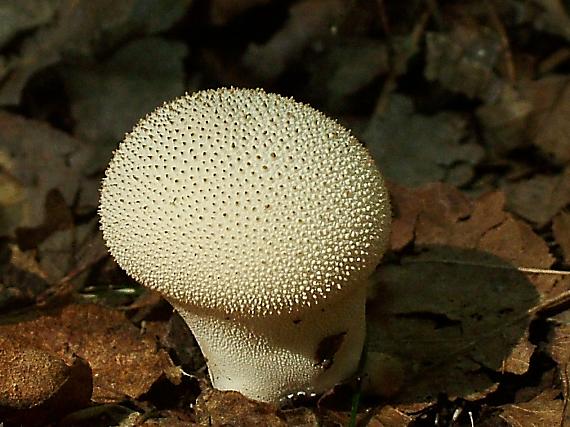 prášnica bradavičnatá Lycoperdon perlatum Pers.