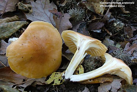 lúčnica lúčna Hygrophorus pratensis