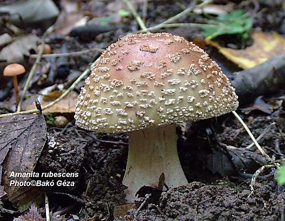 muchotrávka červenkastá Amanita rubescens Pers.