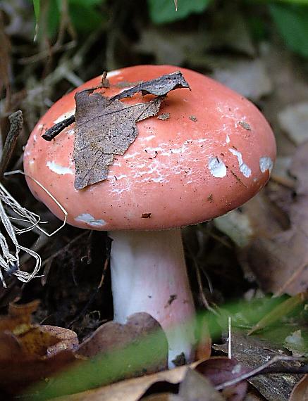 plávka úhľadná Russula rosea Pers.