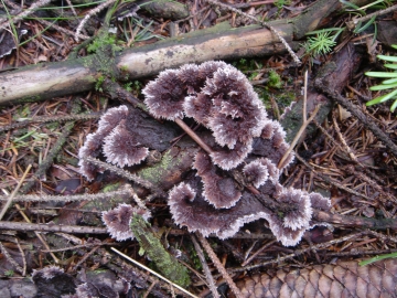 plesňovka zemná Thelephora terrestris Ehrh.